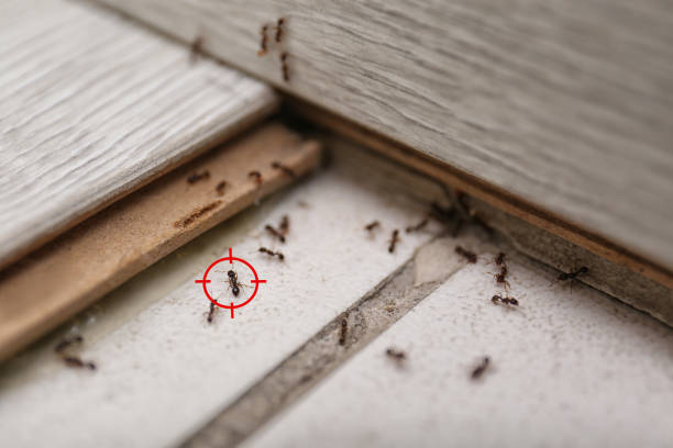 Best Mosquito Control Services  in Lebanon, TN