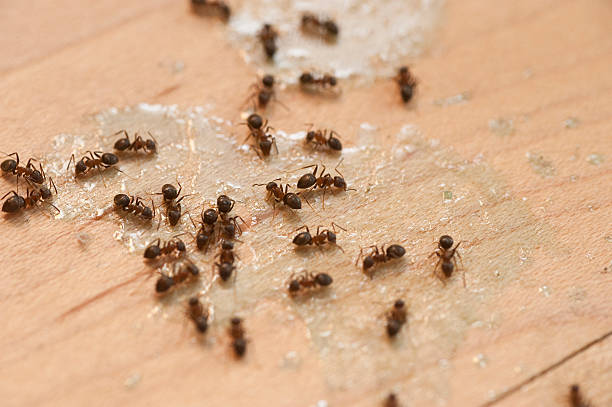 Best Pest Removal Services  in Lebanon, TN